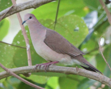 White-tipped Dove 1579