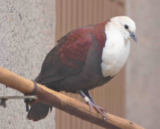 White-throated Dove male