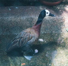 White-faced Whistling Duck-438