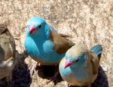 Cordon-bleu Blue-capped male & female 9371