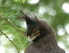 Eagle Long-crested 0296