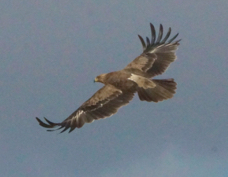 Eagle Tawny 7239