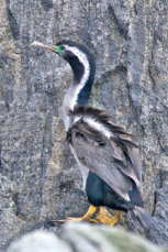 Spotted Shag 9830