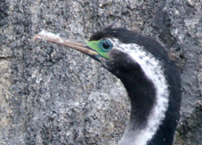 Spotted Shag 9830 2