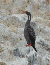 Red-Legged Cormorant 4173