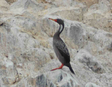 Red-legged Cormorant 4169