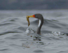 Red-legged Cormorant with fish 4205
