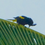 Yellow-winged Cacique 3533
