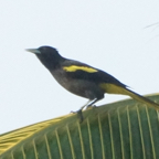 Yellow-winged Cacique 3538