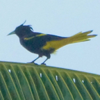 Yellow-winged Cacique 3542