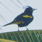 Yellow-winged Cacique 3562