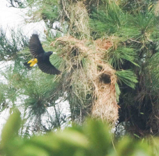 Yellow-rumped Cacique at nest-311