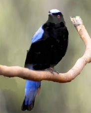 Asian Fairy-bluebird 4578 B