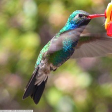 Broad-bill Hummingbird  8465