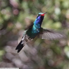 Broad-bill Hummingbird 8315