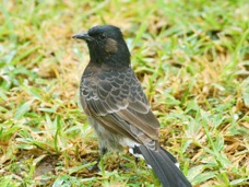 Red-vented bulbul 0658