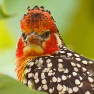 Red-and-yellow Barbet 194 4762
