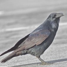 Common Raven 0952