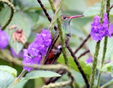 Hummingbird Rufous-tailed 8034