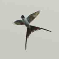 Flycatcher Fork-tailed 5018 192