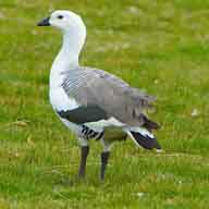 Upland Goose male 192 0704