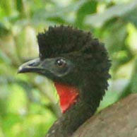 Guan Crested 1014 194