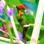 Tufted Coquette Hummingbird male-739
