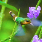 Tufted Coquette Hummingbird female-632