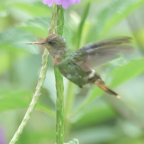 Tufted Coquette Hummingbird female-484