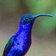 Hummingbird Violet Sabrewing 7795 192