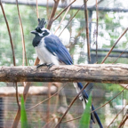 Black-throated Magpie Jay-13.jpg