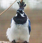 Black-throated Magpie Jay-6.jpg