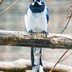 Black-throated Magpie Jay-7.jpg