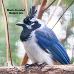Black-throated Magpie Jay-8.jpg