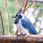 Black-throated Magpie Jay.jpg