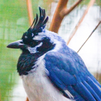 Black-throated Magpie Jay-11.jpg