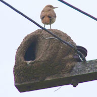 Rufous Hornero nest 192 1881