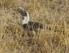Hornbill Von der Decken's female 3520