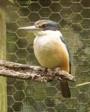 New Zealand Kingfisher 3976