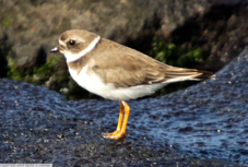 Semipalmated Plover 6801