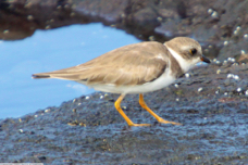 Semipalmated Plover 7048