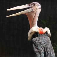 Marabou Stork 194 4642