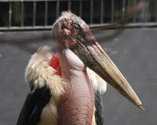 Marabou Stork 4618