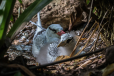 Red-billed Tropicbird Nest DF