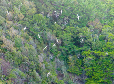 Red-billed Tropicbirds-175