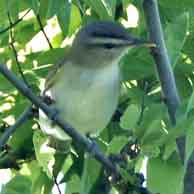 Red-eyed Vireo 9300 194