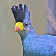 Great Blue Turaco 2344