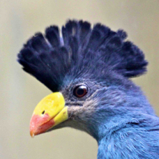 Great Blue Turaco 2348