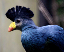 Great Blue Turaco 2353