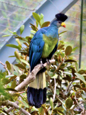 Great Blue Turaco 1852